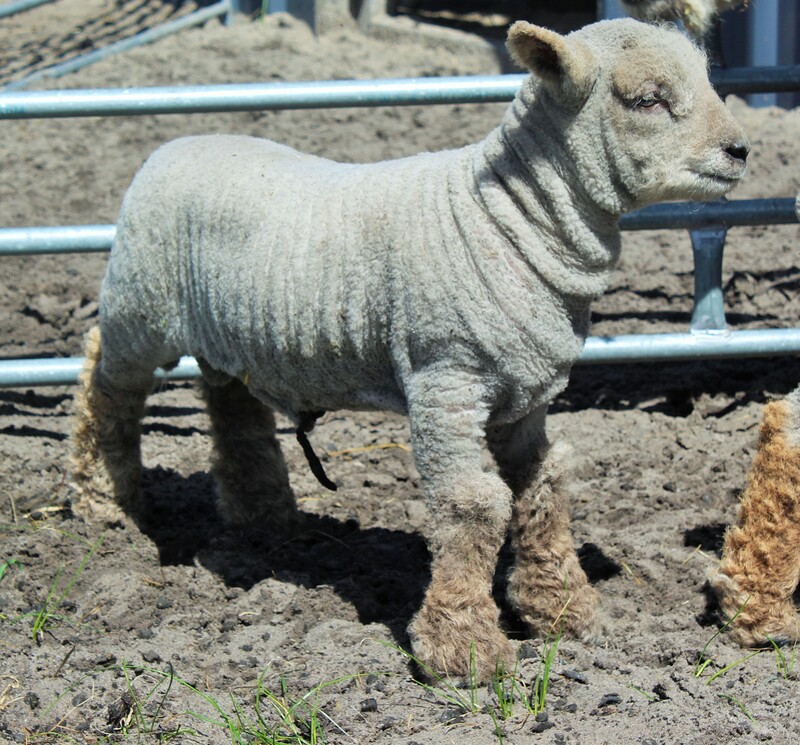 Newborn Babydoll ram lamb