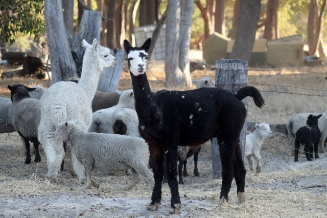 Picture Alpacas being used as Babydoll Sheep Herd Guards Protecting them from foxes