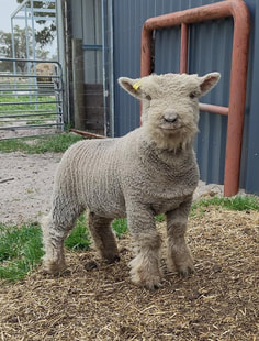 Babydoll ewe Tanjar Little Mouse is a fine example of a Babydoll Southdown Sheep 