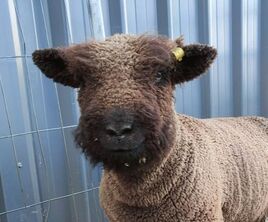Picture Coloured Babydoll Southdown Sheep 