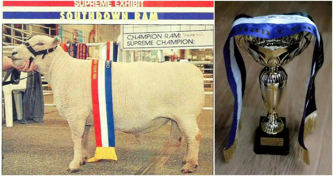 Champion Babydoll Southdown Ram Tanjar Little Spot has gained enough points to be titled an Australian Champion 